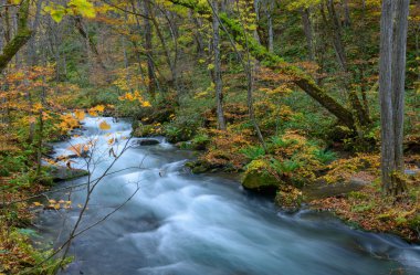 Güz, Oirase gorge: Aomori, Japan