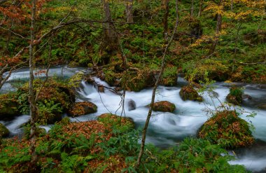 Güz, Oirase gorge: Aomori, Japan