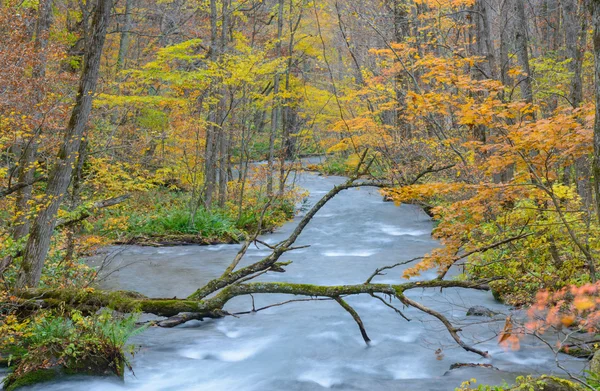 Desfiladeiro de Oirase no Outono, em Aomori, Japão — Fotografia de Stock