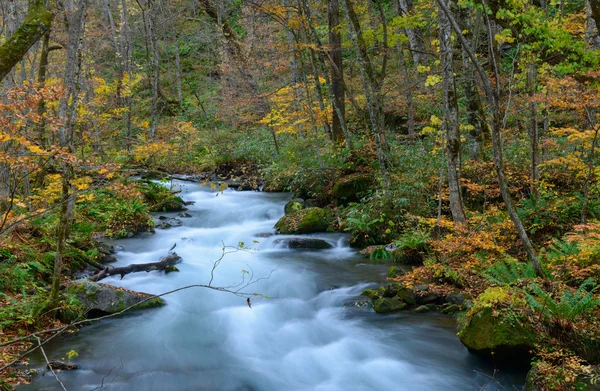 Desfiladeiro de Oirase no Outono, em Aomori, Japão — Fotografia de Stock