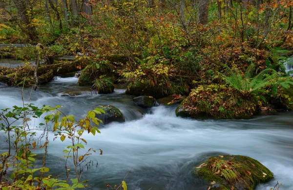 Desfiladeiro de Oirase no Outono, em Aomori, Japão — Fotografia de Stock