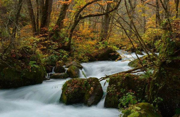 Oirase gorge in Autumn, in Aomori, Japan