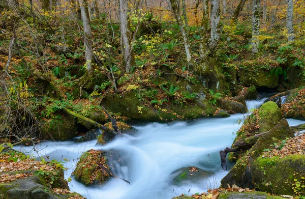 Oirase gorge in Autumn, in Aomori, Japan — Stock Photo, Image