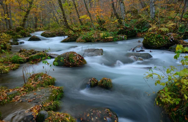 秋、青森県の奥入瀬渓流 — ストック写真