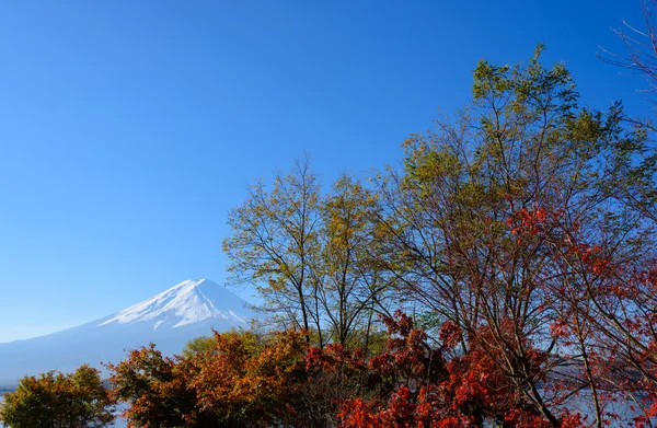 Mt.Fuji és juharfák — Stock Fotó