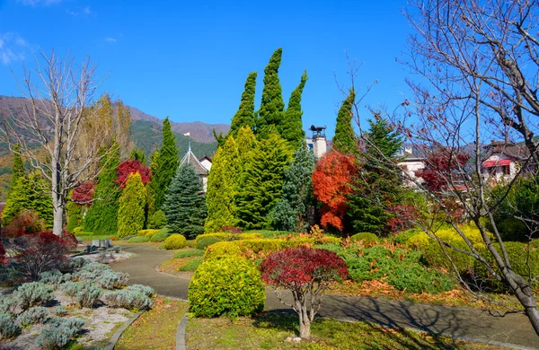 Hojas de otoño a lo largo del lago Kawaguchi — Foto de Stock