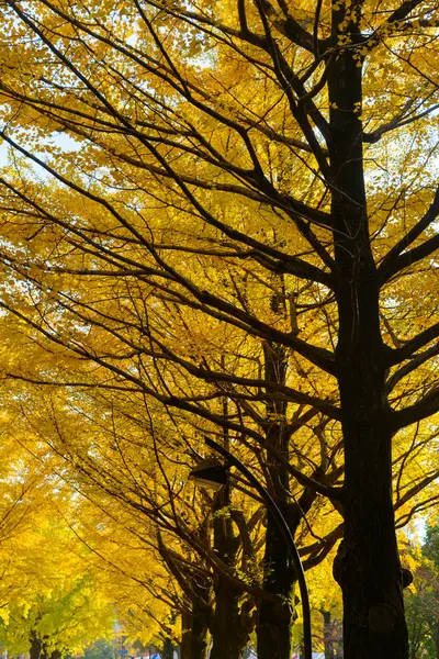 Ginkgo árvore-forrado no parque Hikarigaoka em Tóquio — Fotografia de Stock