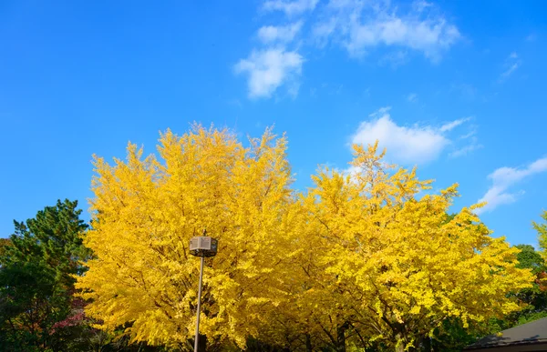 Ginkgo tree-lined at Hikarigaoka park in Tokyo — Stock Photo, Image