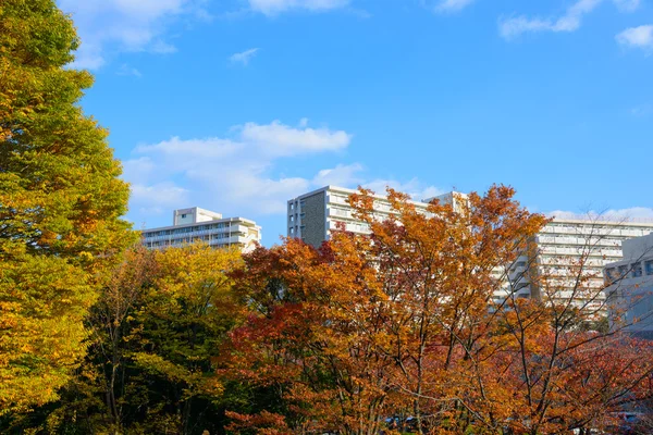 東京の秋の光が丘公園 — ストック写真