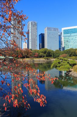 Hamarikyu bahçeleri, Tokyo sonbahar yaprakları