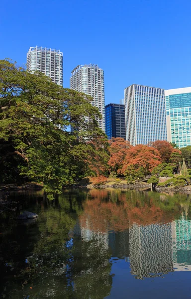 Hojas de otoño en Hamarikyu Gardens, Tokio — Foto de Stock
