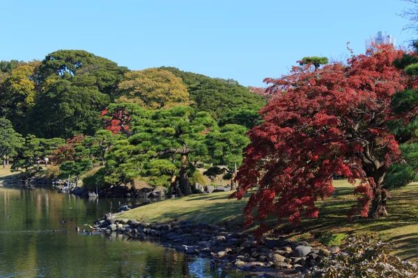 Folhas de outono em Hamarikyu Gardens, Tokyo — Fotografia de Stock