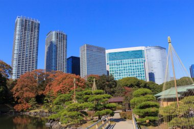 Hamarikyu bahçeleri, Tokyo sonbahar yaprakları