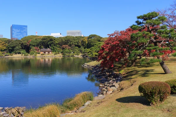 Őszi levelek, a Hamarikyu kert, Tokió — Stock Fotó