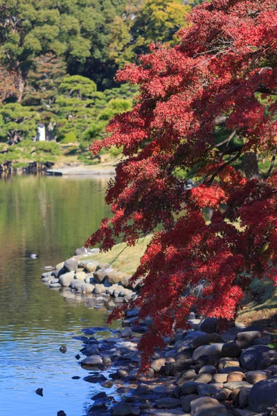 Hojas de otoño en Hamarikyu Gardens, Tokio —  Fotos de Stock