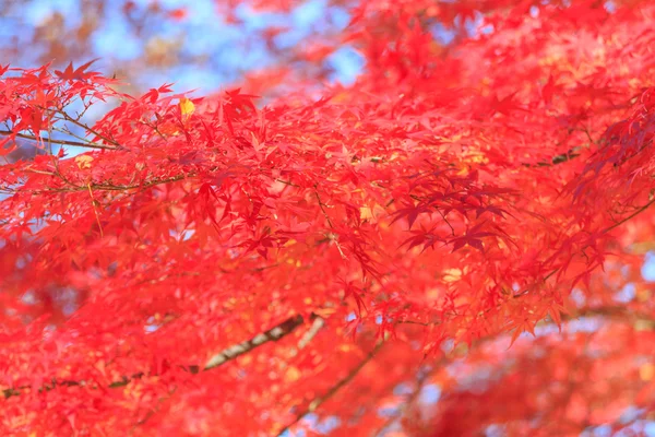 Το φθινόπωρο τα φύλλα σε Musashino πάρκο, Τόκιο — Φωτογραφία Αρχείου