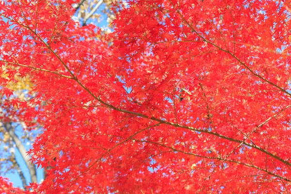 Το φθινόπωρο τα φύλλα σε Musashino πάρκο, Τόκιο — Φωτογραφία Αρχείου