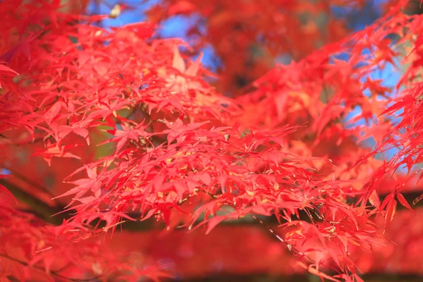 Осіннє листя в парку Мусасіно Токіо — стокове фото