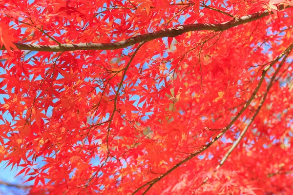 Autumn leaves in Musashino park, Tokyo — Stock Photo, Image