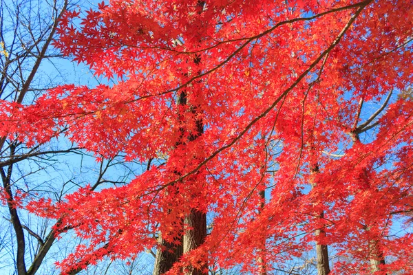 Hojas de otoño en el parque Musashino, Tokio — Foto de Stock