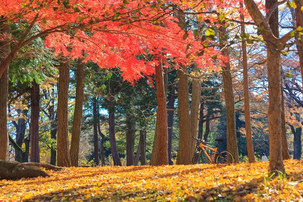 Hojas de otoño en el parque Musashino, Tokio — Foto de Stock