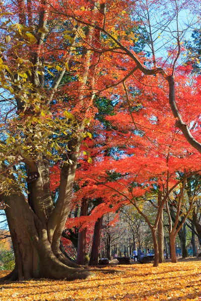 Folhas de outono em Musashino park, Tokyo — Fotografia de Stock