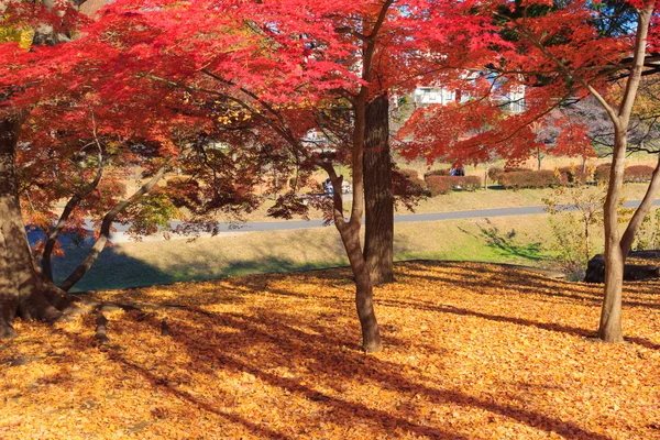 Hojas de otoño en el parque Musashino, Tokio — Foto de Stock