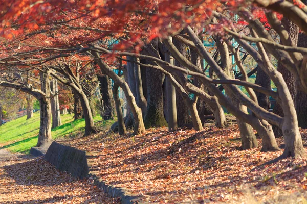 Herbstblätter im Musashino Park, Tokio — Stockfoto