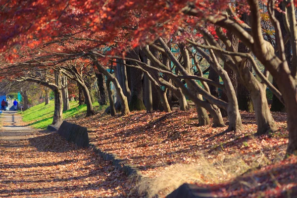 Autumn leaves in Musashino park, Tokyo — Stock Photo, Image