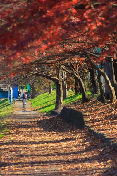 Autumn leaves in Musashino park, Tokyo — Stock Photo, Image