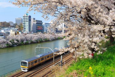 Tokyo, Japonya kiraz çiçekleri