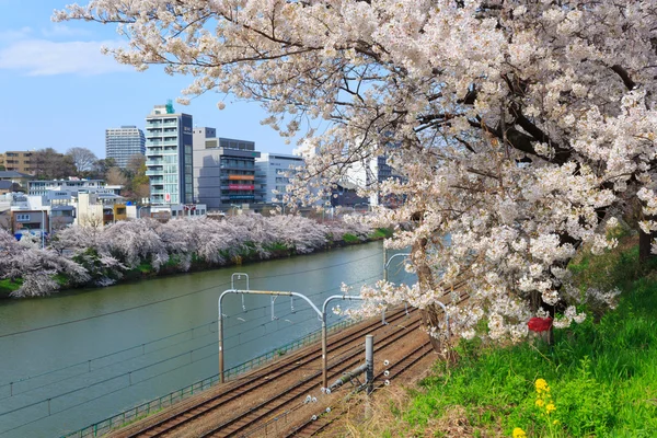Kirschblüten in Tokio, Japan — Stockfoto