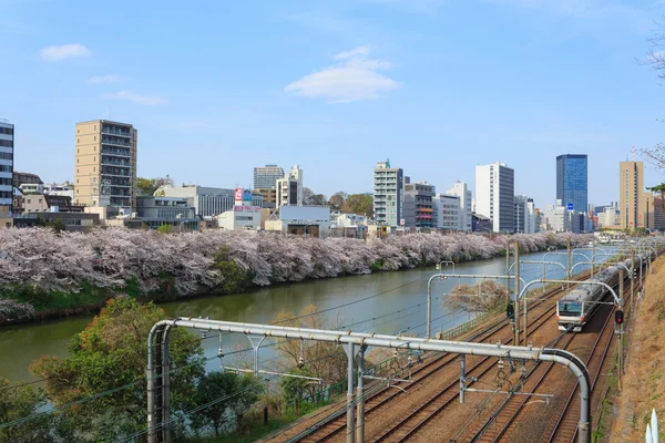 Tokyo, Japonya kiraz çiçekleri — Stok fotoğraf