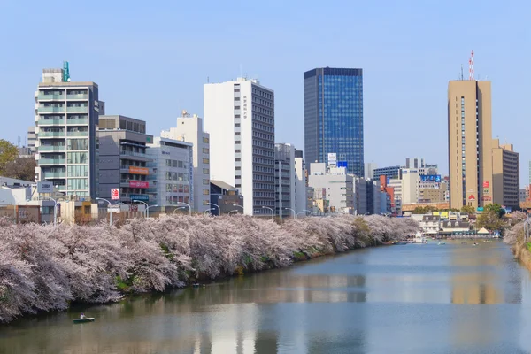 Třešňové květy v Tokiu, Japonsko — Stock fotografie