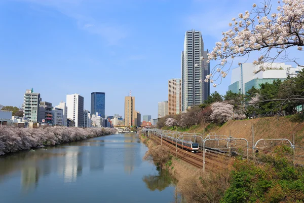 在日本，在东京的樱花 — 图库照片