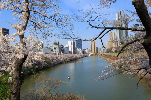 Wiśniowe kwiaty w Tokyo, Japonia — Zdjęcie stockowe