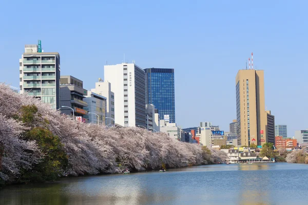 Flores de cereja em Tokyo, Japão — Fotografia de Stock