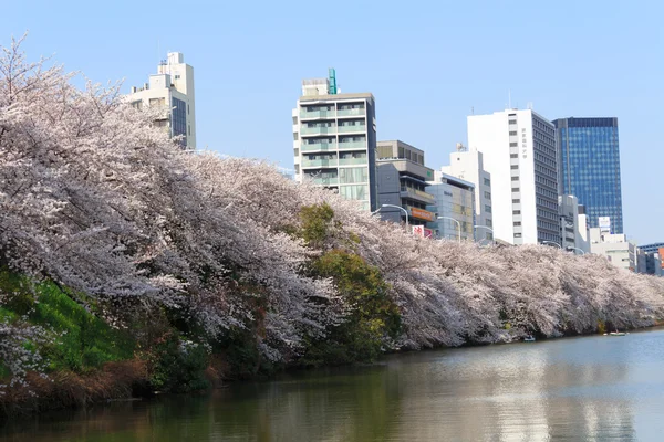 Fiori di ciliegio a Tokyo, Giappone — Foto Stock