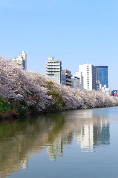 Wiśniowe kwiaty w Tokyo, Japonia — Zdjęcie stockowe