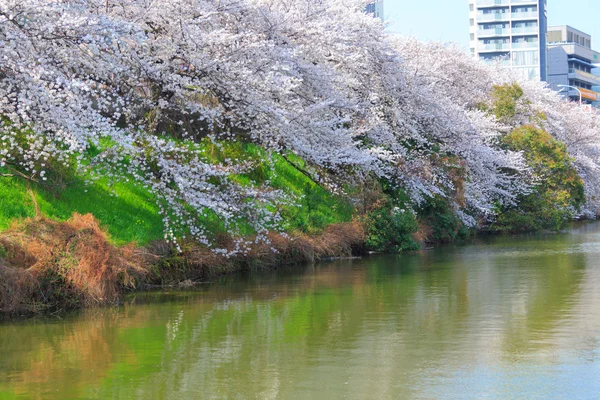 Cherry mekar di Tokyo, Jepang — Stok Foto