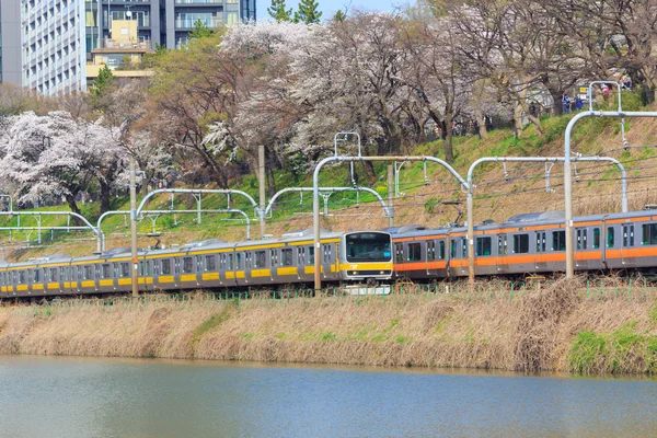 Kirschblüten in Tokio, Japan — Stockfoto