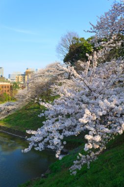 Tokyo, Japonya kiraz çiçekleri