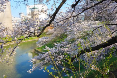 Tokyo, Japonya kiraz çiçekleri