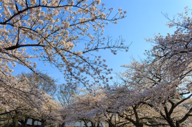Tokyo, Japonya kiraz çiçekleri