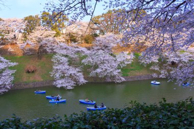 Tokyo, Japonya kiraz çiçekleri