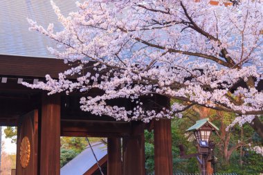 Tokyo, Japonya kiraz çiçekleri