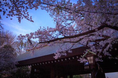Tokyo, Japonya kiraz çiçekleri