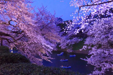 Tokyo, Japonya kiraz çiçekleri