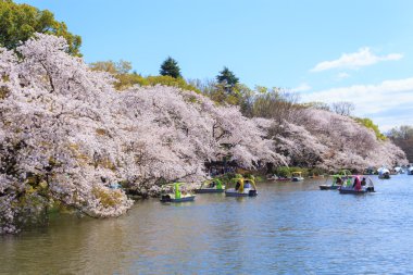 Tokyo kiraz çiçekleri