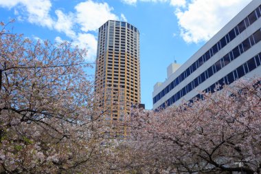 Tokyo kiraz çiçekleri